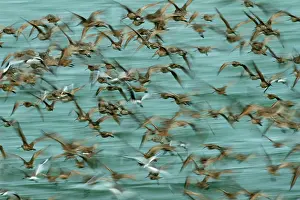 Willet: Marbled Godwits and Willets