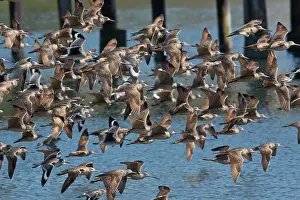 Marbled: Marbled Godwits - with Willets in flight in winter