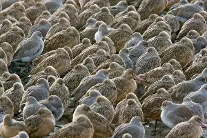 Willet: Marbled Godwits and Willets - High tide roost -