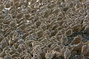 Willet: Marbled Godwits and Willets - High tide roost -