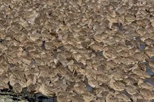 Marbled: Marbled Godwits - with Willets in winter at Bodega Bay