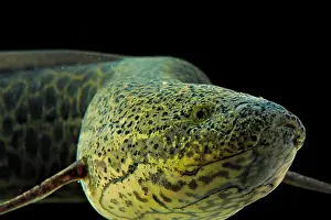 Marbled: Marbled Lungfish (Protopterus aethiopicus), animal