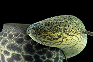 Marbled: Marbled Lungfish (Protopterus aethiopicus), animal