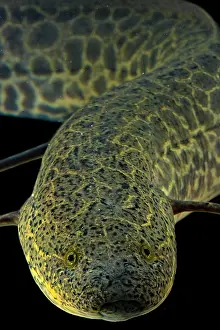 Marbled: Marbled Lungfish (Protopterus aethiopicus), animal