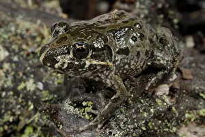 Myobatrachidae: Marbled Marsh Frog