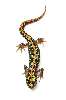Marmoratus: Marbled Newt