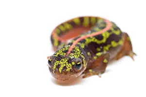 Marmoratus: Marbled Newt