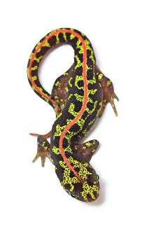 Marmoratus: Marbled Newt