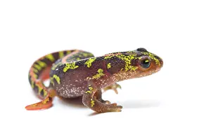 Marmoratus: Marbled Newt