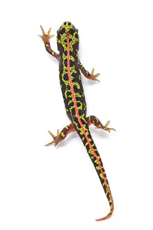 Marmoratus: Marbled Newt