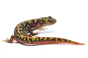 Marmoratus: Marbled Newt