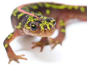 Marmoratus: Marbled Newt