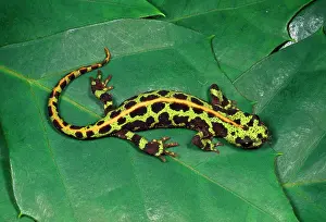 Marmoratus: MARBLED NEWT - ON LEAVES
