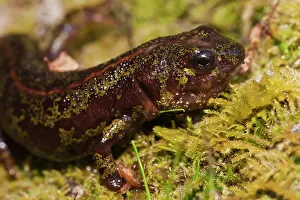 Marbled: Marbled Newt (Triturus marmoratus) Tondela