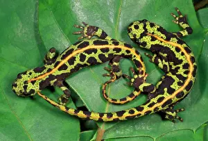 Marmoratus: Marbled Newts