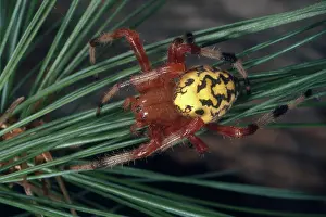 Marbled: Marbled Orb Weaver