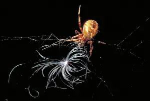 Araneus: Marbled Orb-Weaver Spider