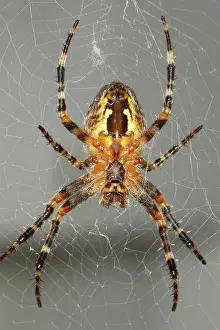 Orbweaver: Marbled Orb Weaver Spider