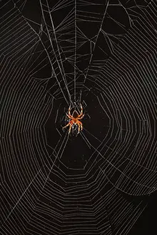 Weavers: Marbled Orb Weaver Spider