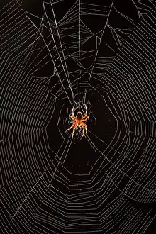 Weavers: Marbled Orb Weaver Spider