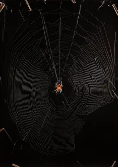 Weavers: Marbled Orb Weaver Spider