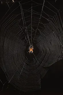 Weavers: Marbled Orb Weaver Spider