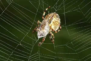 Trap: Marbled Orb Weaver Spider Eating