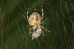 Trap: Marbled Orb Weaver Spider Eating