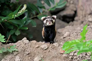 Marbled: Marbled polecat (Vormela peregusna), adult, alert