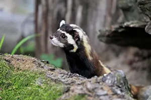 Marbled: Marbled polecat (Vormela peregusna), adult, alert