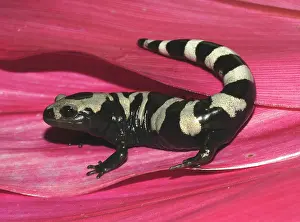 Ambystomatidae: Marbled Salamander
