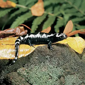 Ambystoma: Marbled Salamander