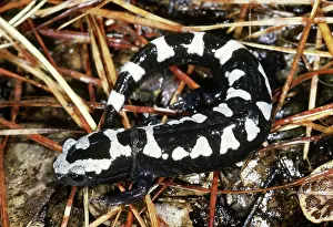 Ambystoma: Marbled Salamander