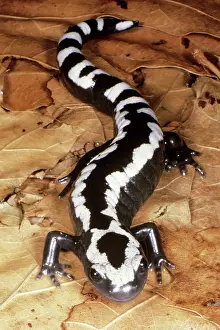 Ambystoma: Marbled Salamander