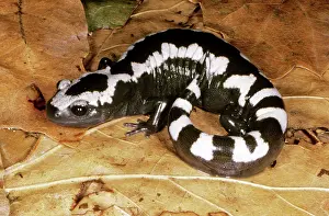 Ambystoma: Marbled Salamander