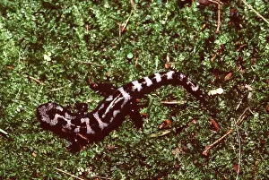 Marbled: MARBLED SALAMANDER - TOP VIEW