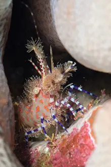 Cove: Marbled Shrimp