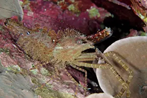 Angus: Marbled Shrimp during night dive Batu Angus dive