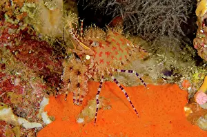 Saron: Marbled Shrimp on orange sponge Nudi Retreat dive