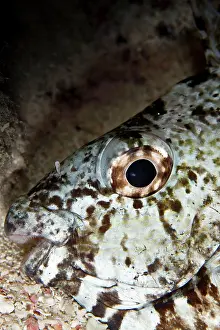 Siganus: Marbled Spinefoot - sleeping