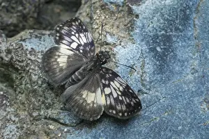 Marbled: Marbled Spreadwing Skipper (Potamanaxas andraemon)
