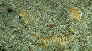 Marbled: Marbled Stargazer (Uranoscopidae), Sabang, Mindoro