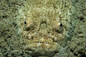 Marbled: Marbled Stargazer (Uranoscopidae), Sabang, Mindoro