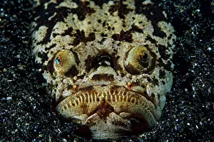 Strait: Marbled stargazer, (Uranoscopidea), Lembeh Strait