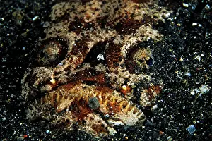 Strait: Marbled stargazer, (Uranoscopidea), Lembeh Strait