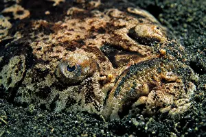 Strait: Marbled stargazer, (Uranoscopidea), Lembeh Strait