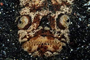 Strait: Marbled stargazer, (Uranoscopidea), Lembeh Strait