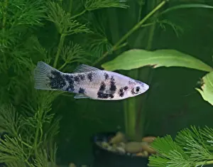Sword: Marbled swordtail - side view
