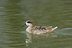 Teals: Marbled Teal