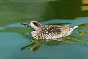 Angustirostris: Marbled Teal